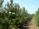 Pinus nigra subsp. nigra - Austrian Black Pine