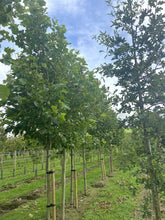 Platanus x hispanica 'Pyramidalis' - London Plane 'Pyramidalis'