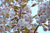 Prunus serrulata 'Fugenzo' - Oriental Cherry 'Fugenzo'