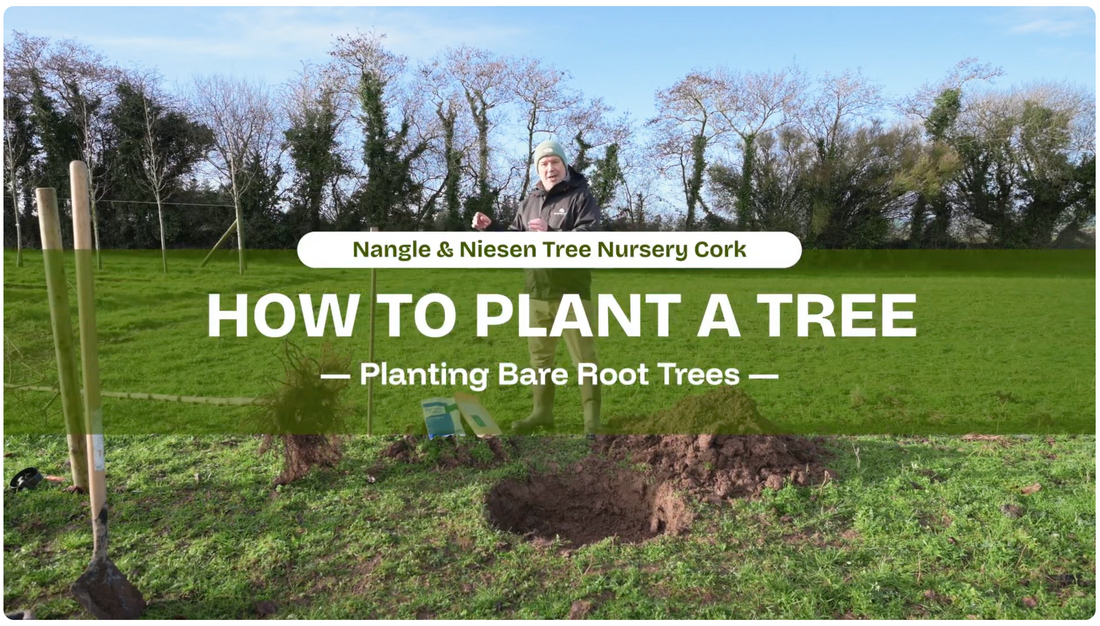 The Nangle & Niesen Guide to Planting Bare Root Trees