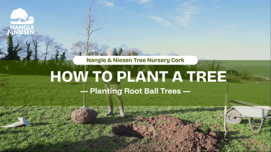 The Nangle & Niesen Guide to Planting Rootball Trees