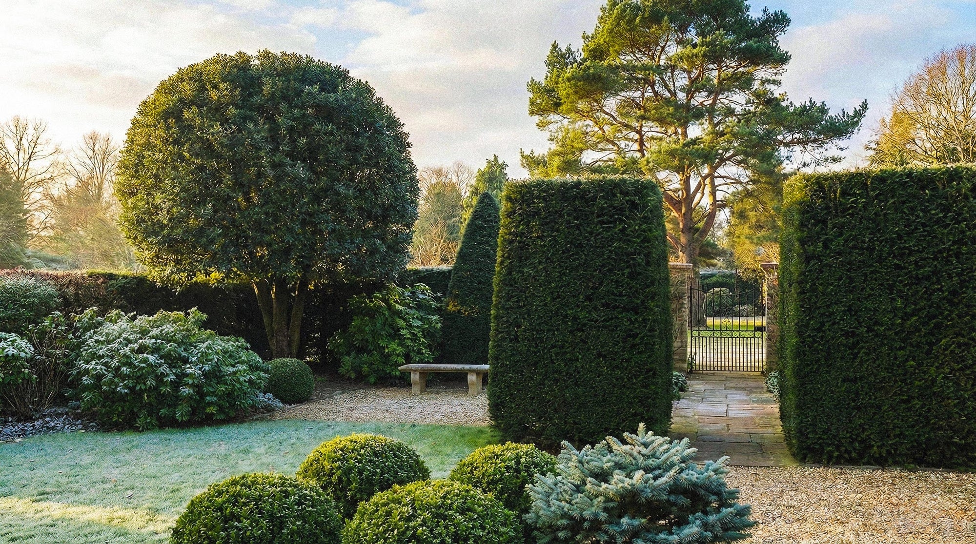 Evergreen Trees