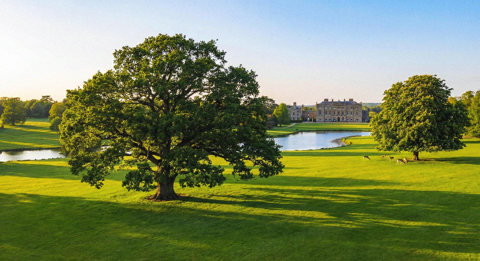 Parkland Trees