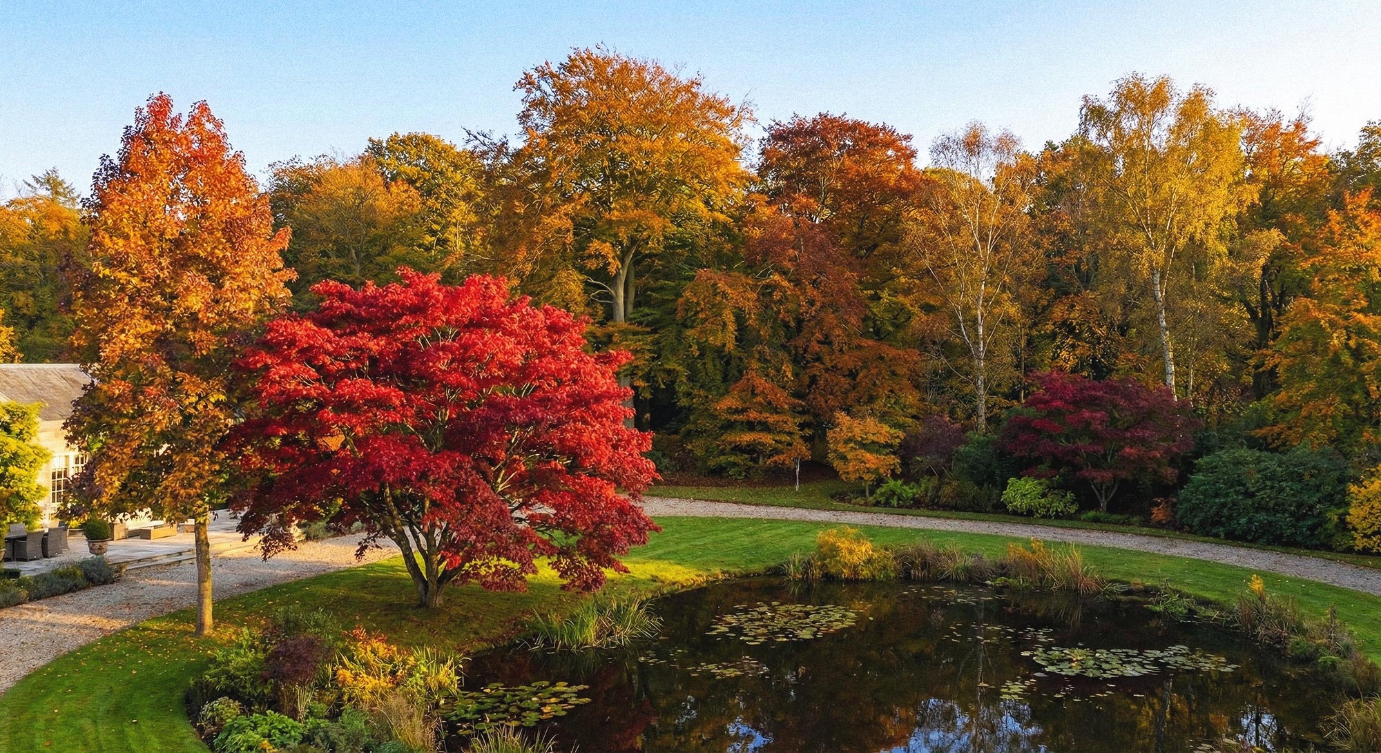 Trees for Autumn Colour