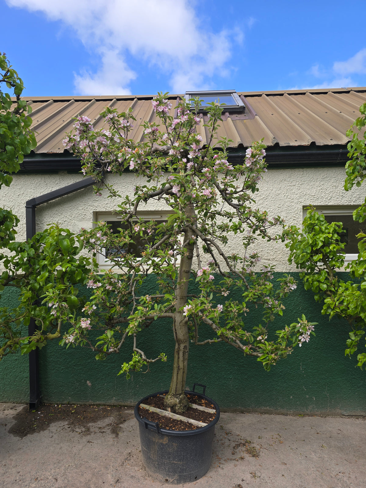 Malus domestica 'Elstar' - Eating Apple 'Elstar'