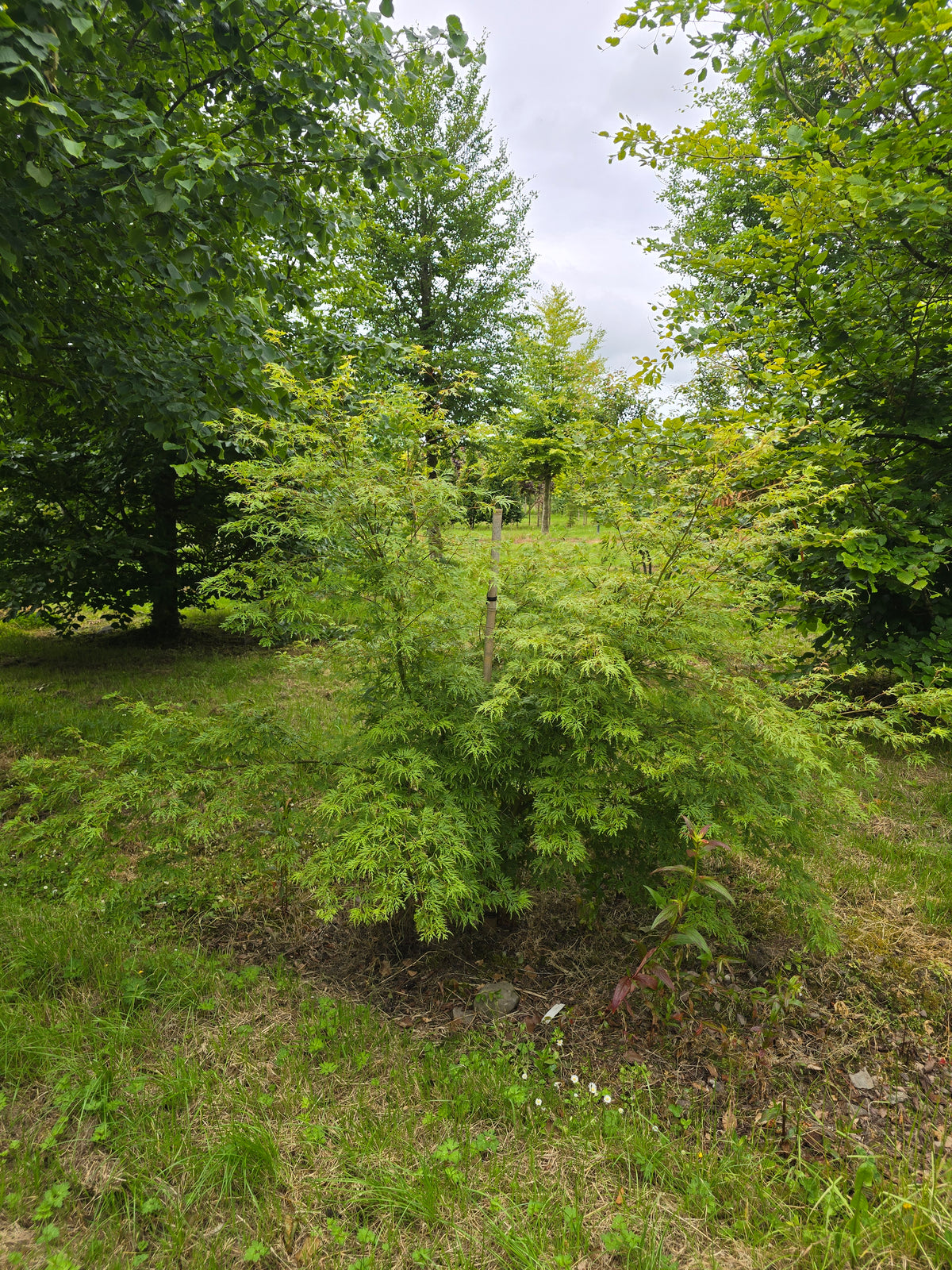 Acer palmatum 'Dissectum' - Lace-leaf Japanese Maple