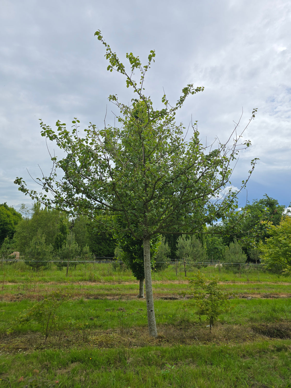 Malus domestica 'Boskoop Rouge' - Apple 'Boskoop Rouge'