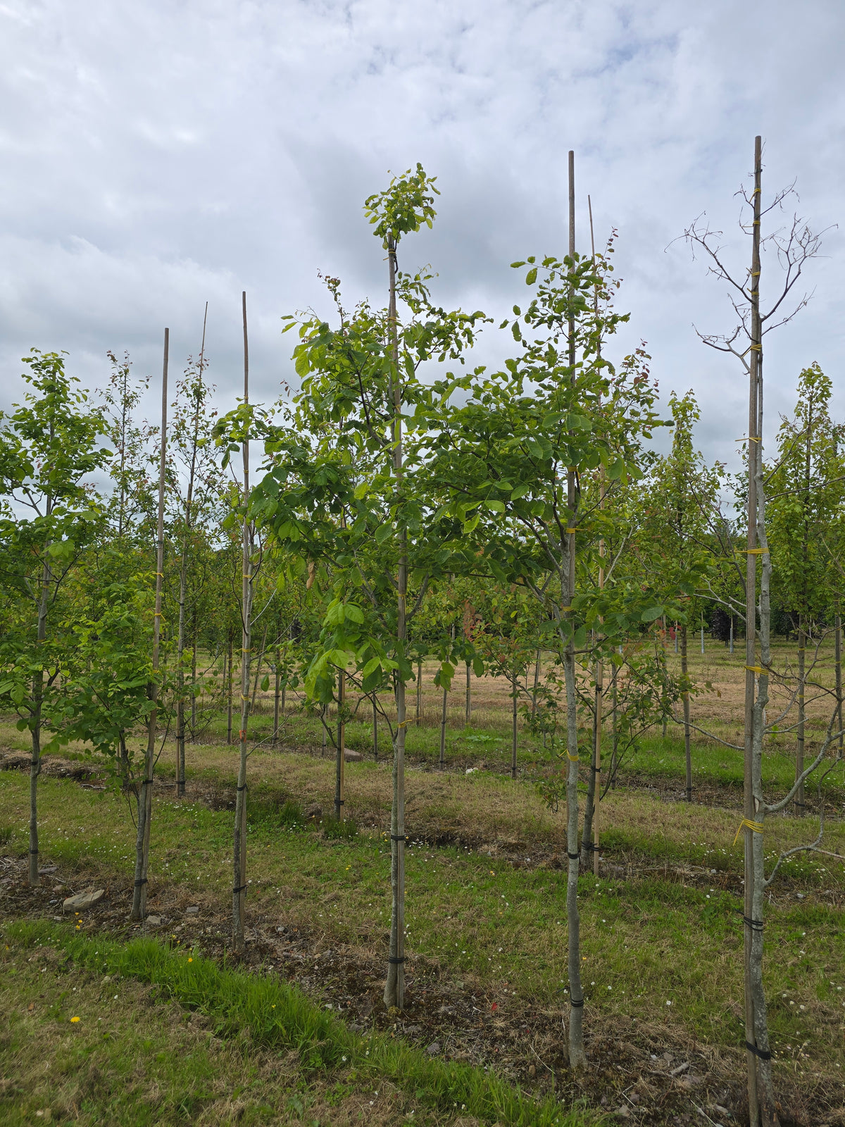 Cladrastis kentukea - Kentucky Yellowwood