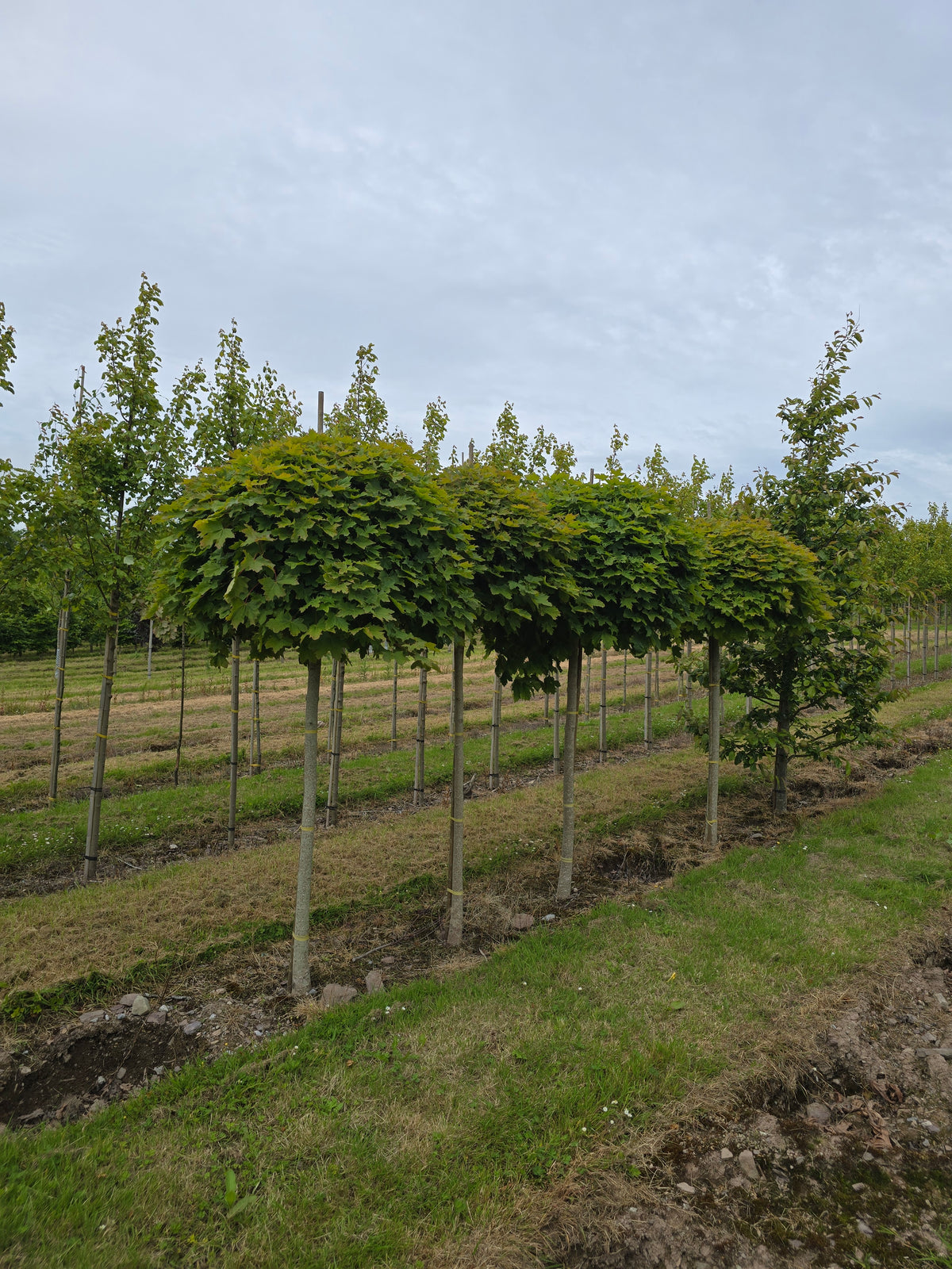 Acer platanoides - Norway Maple