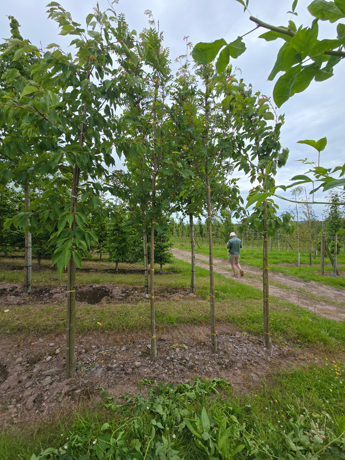 Sorbus 'Copper Kettle' - Rowan 'Copper Kettle'