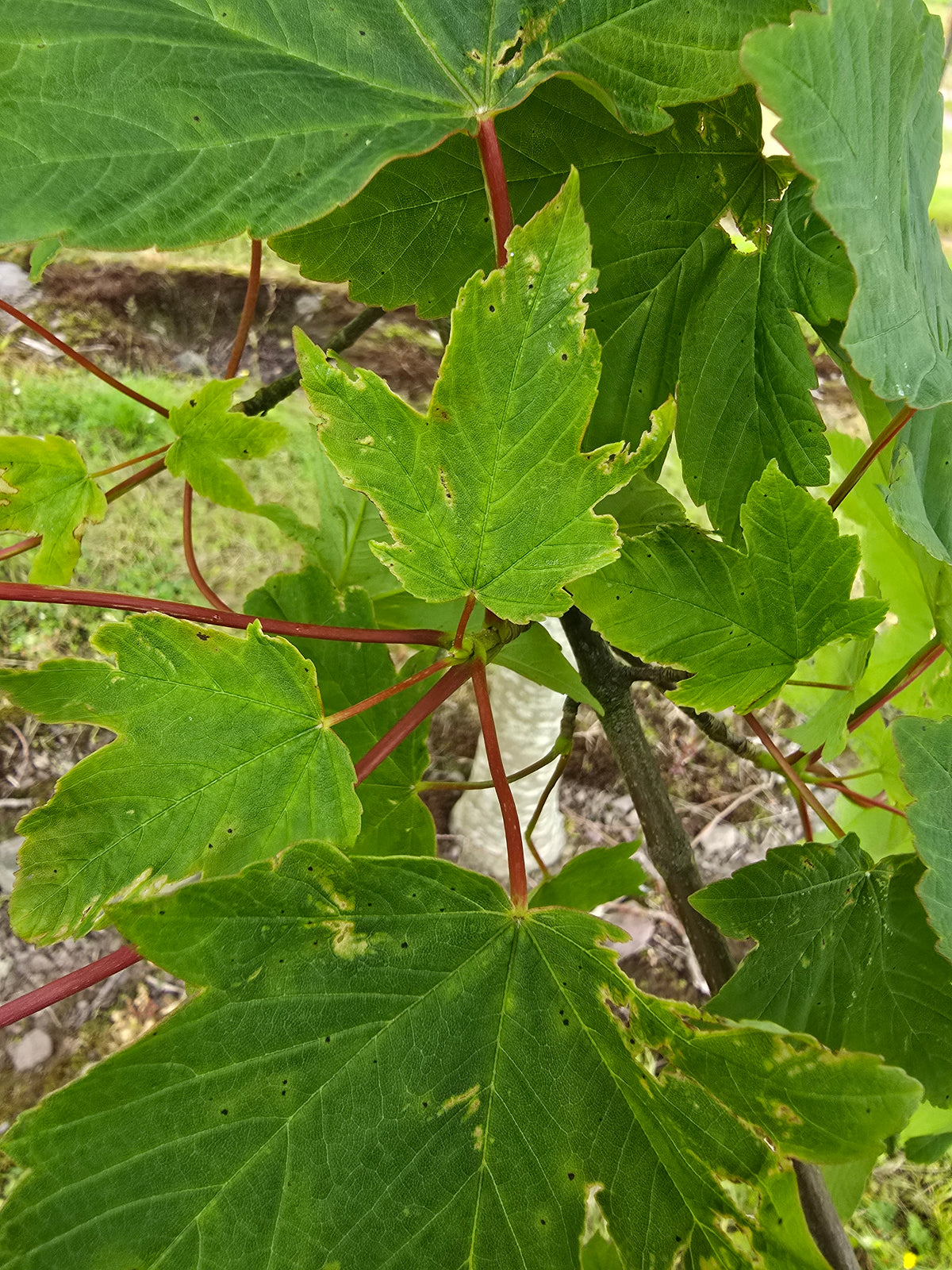 Acer pseudoplatanus - Sycamore