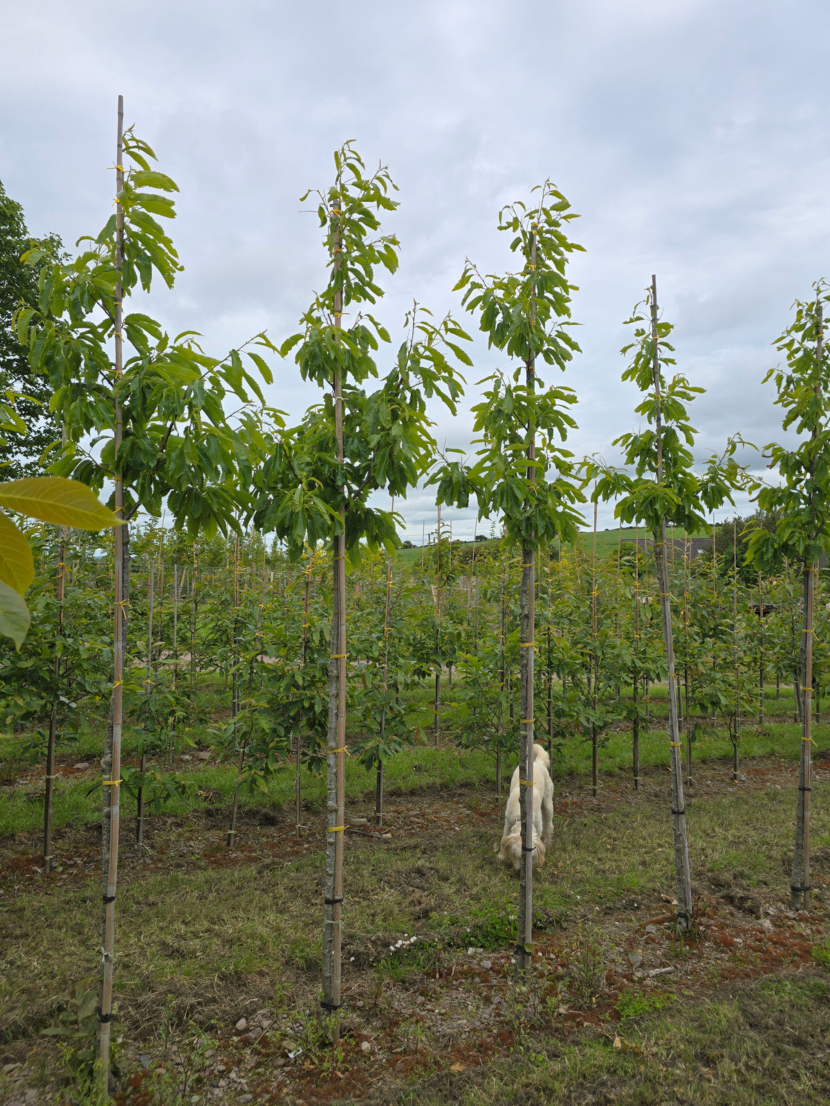 Castanea sativa 'Lyon' - Sweet Chestnut 'Lyon'