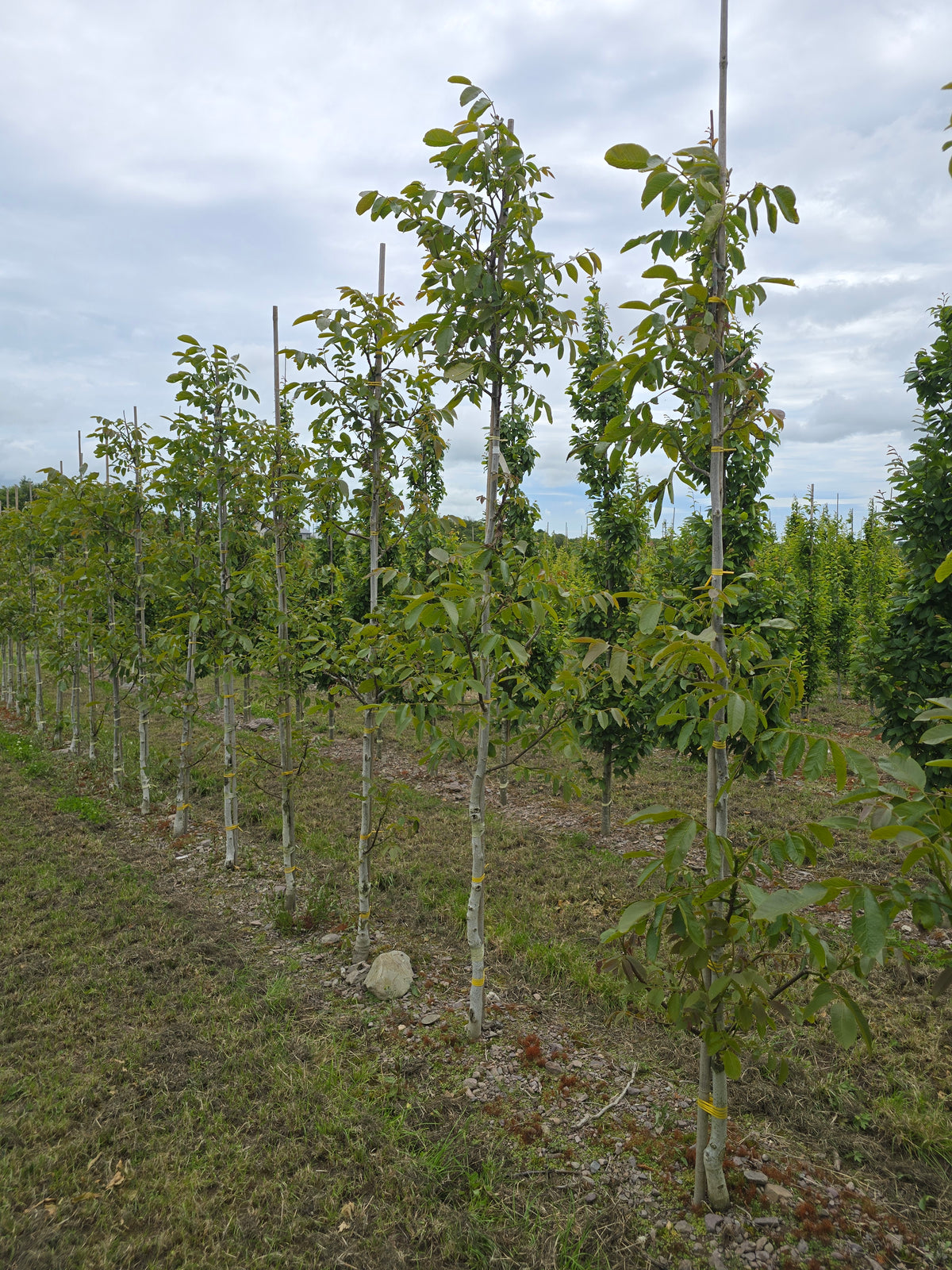 Juglans regia 'Chandler' - Walnut Tree 'Chandler'