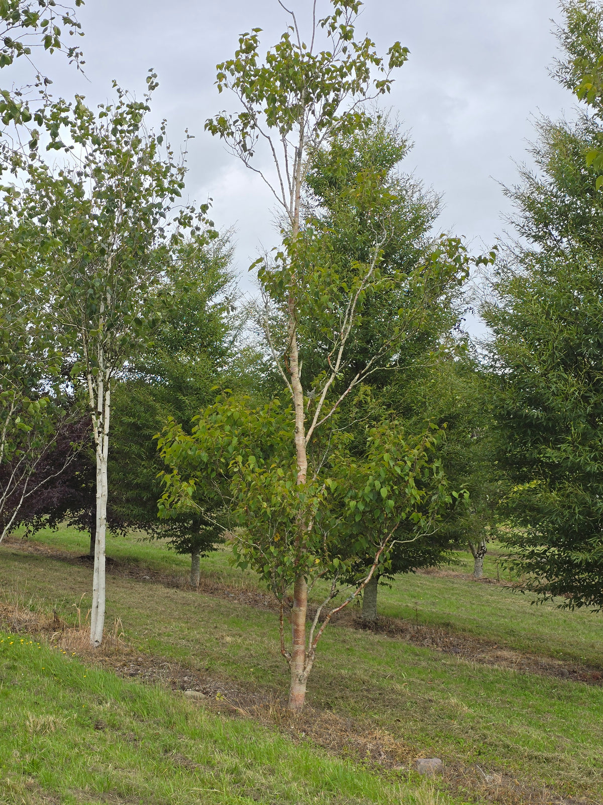 Betula albosinensis 'China Ruby' - Chinese Red-barked Birch