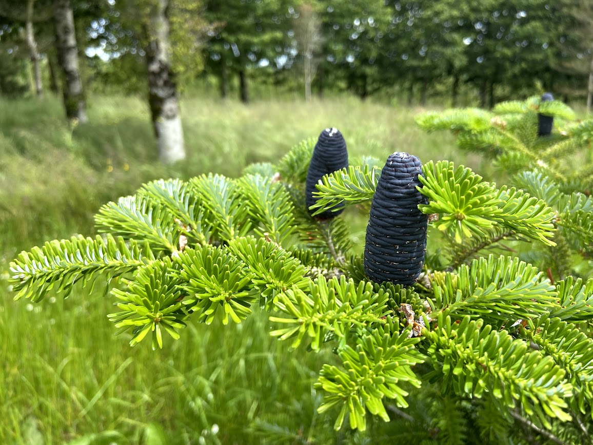 Abies koreana - Korean Fir