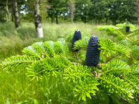 Abies koreana - Korean Fir