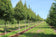 files/Acer-campestre-Elegant-1536x1024.jpg