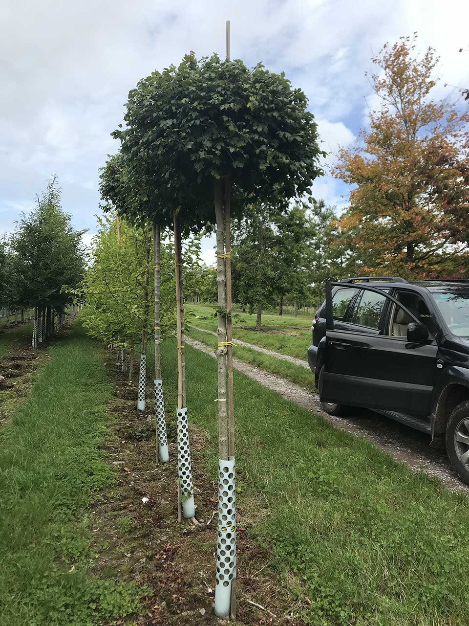 Acer campestre 'Nanum' - Dwarf Field Maple Architectural