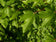 files/Acer-campestre.jpg