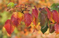 Acer capillipes - Red Snake-bark Maple