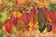 files/Acer-capillipes-448x295.jpg
