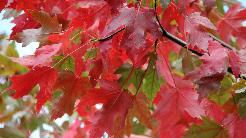Acer x freemanii 'Autumn Blaze' - Freeman's Maple