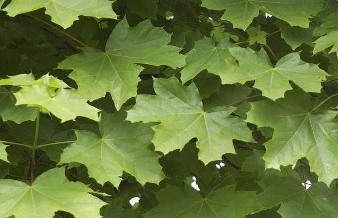 Acer platanoides 'Farlakes Green' - Norway Maple