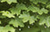 files/Acer-platanoides-Farlakes-Green-685x441.jpg