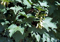 Acer pseudoplatanus 'Negenia' - Sycamore