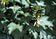 files/Acer-pseudoplatanus-Negenia-800x560.jpg