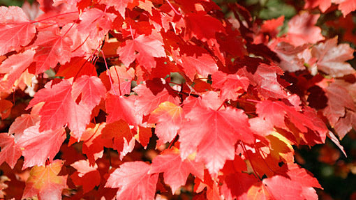 Acer rubrum 'October Glory' - Red Maple