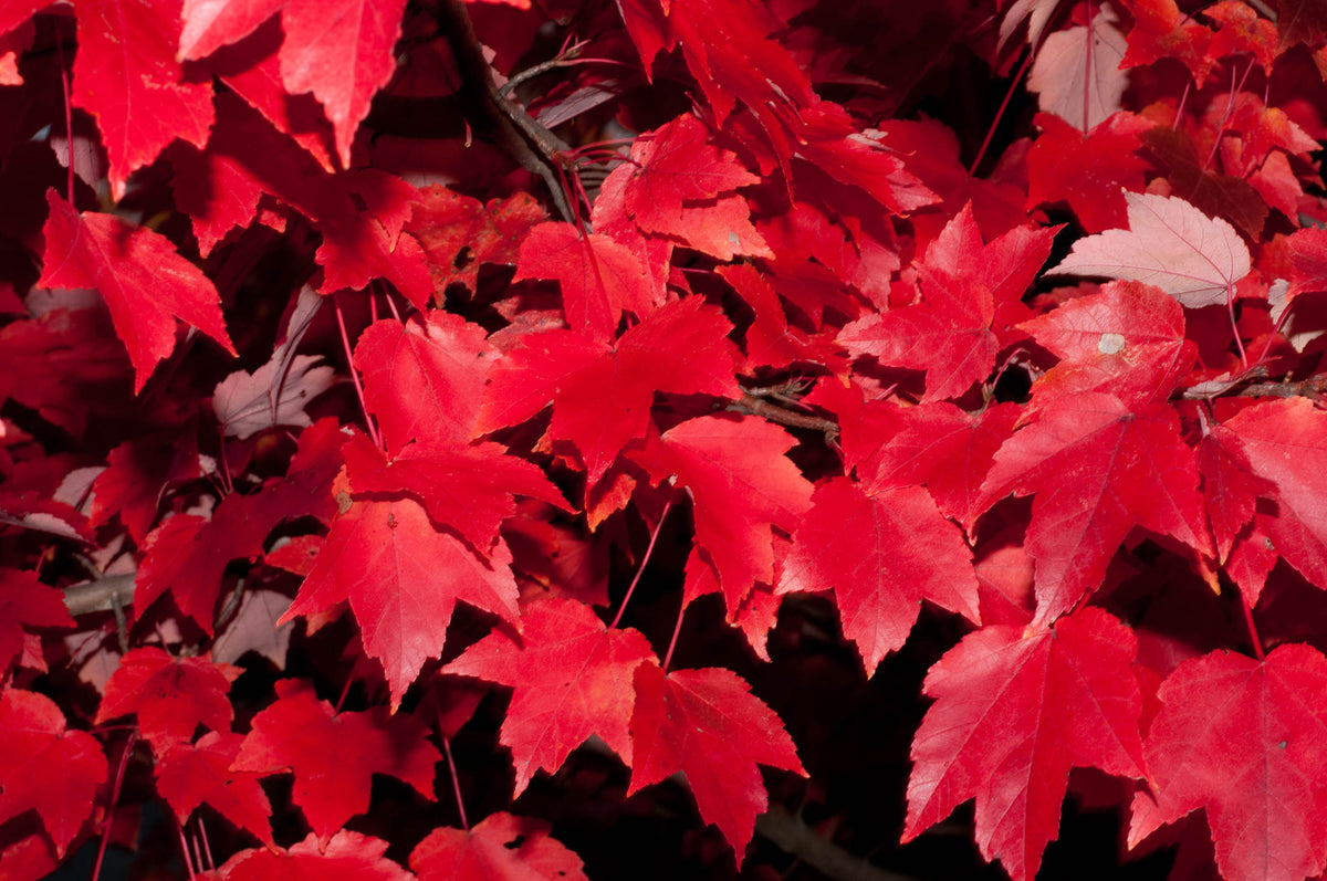 Acer rubrum 'Brandywine' - Red Maple
