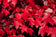 files/Acer-rubrum.jpg