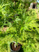 files/Acer_palmatum_Seiryu_Nangle_and_Niesen_Tree_Nursery_0003.jpg