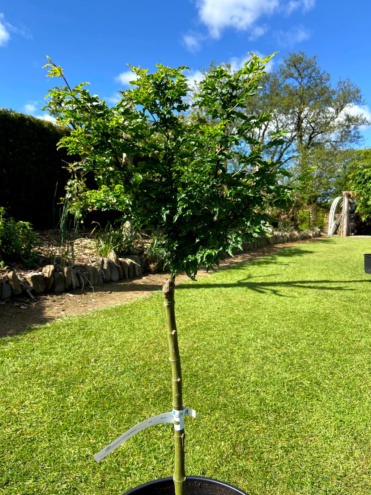 Acer palmatum 'Shishigashira' - Lion's Head Japanese Maple