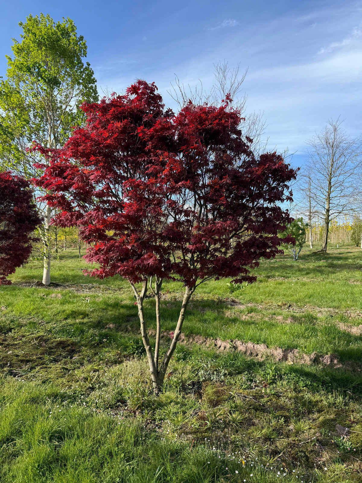 Acer palmatum 'Skeeter's Broom' - Japanese Maple