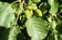files/Alnus-glutinosa-1200x800.jpg