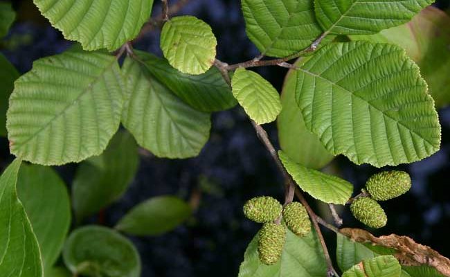 Alnus incana - Grey Alder
