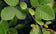 files/Alnus-incana-650x400.jpg