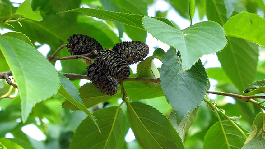 Alnus spaethii - Spaeth Alder
