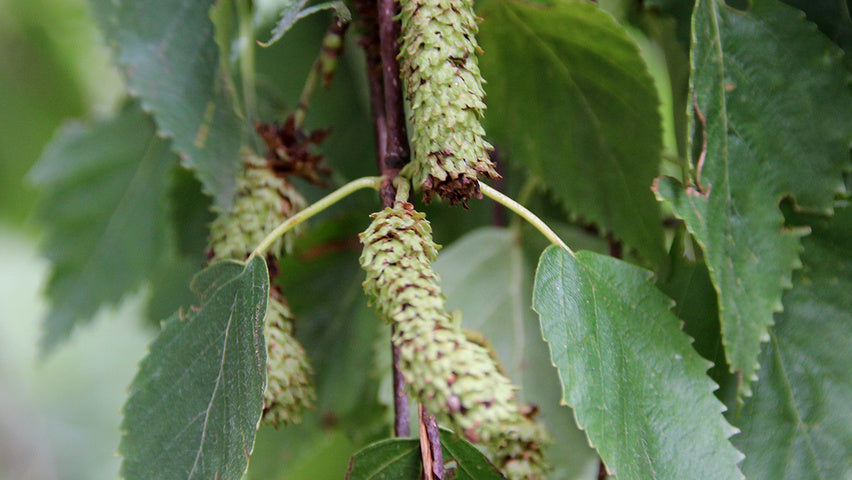 Betula ermanii 'Holland' - Erman's Birch 'Holland'