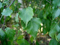 Betula pendula 'Tristis' - Weeping Silver Birch