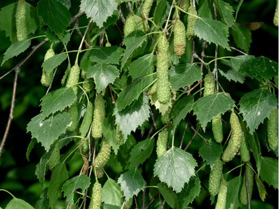 Betula pendula - Silver Birch