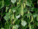 files/Betula-pendula.jpg