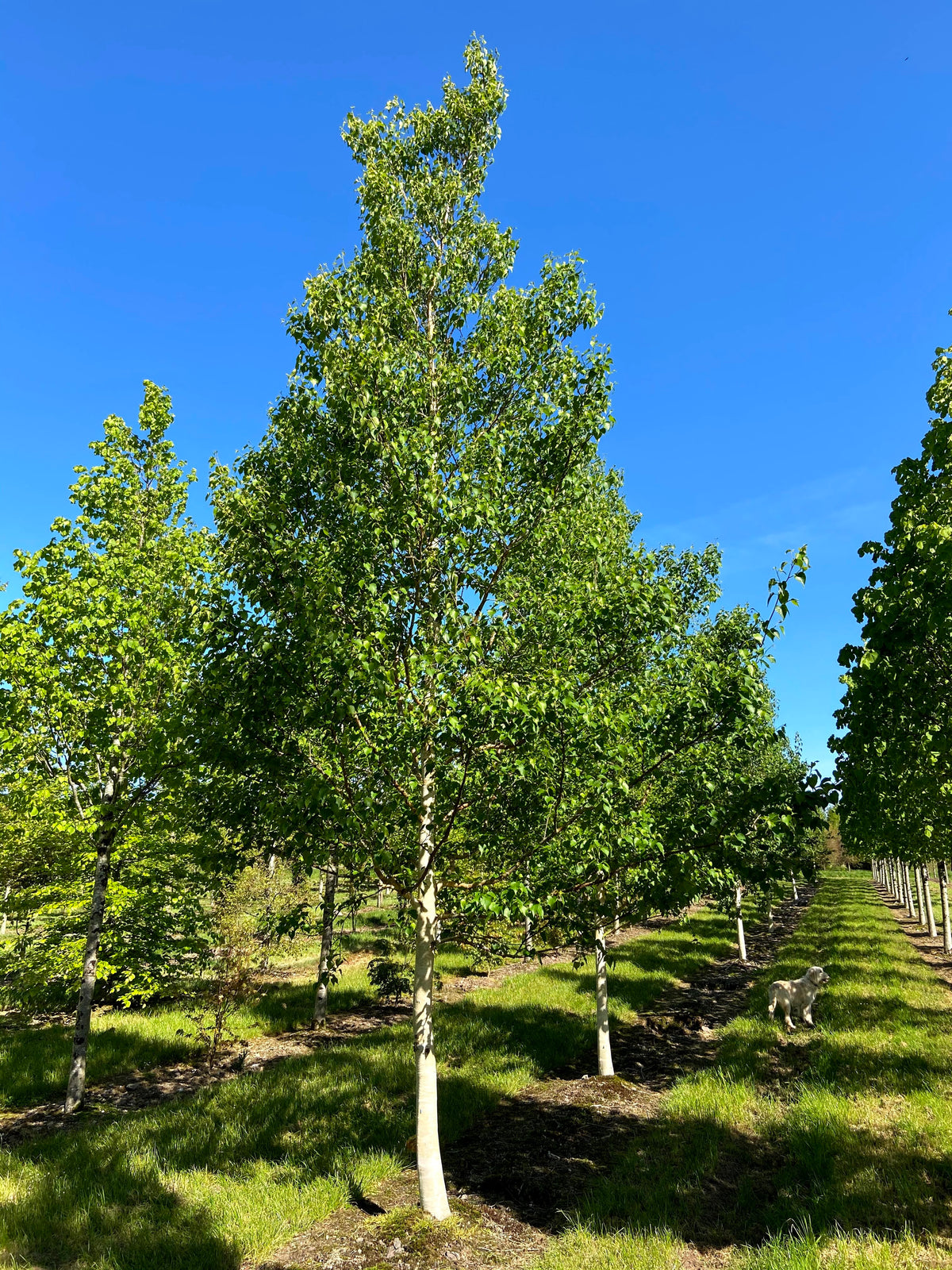 Betula ermanii 'Blush' - Erman's Birch 'Blush'