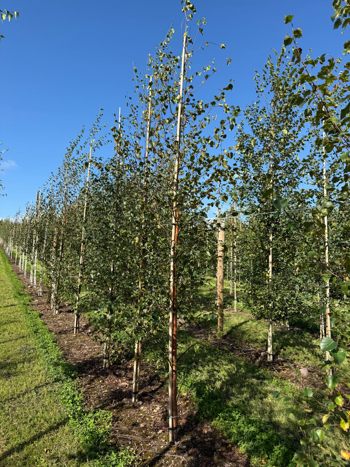 Betula pubescens - Downy Birch