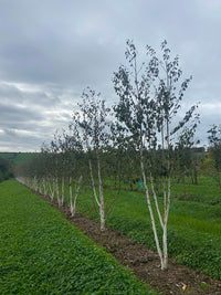 Betula utilis 'Grayswood Ghost' - Himalayan Birch 'Grayswood Ghost'