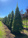 files/Carpinus_betulus_Lucas_Nangle_and_Niesen_Tree_Nursery_0003.jpg
