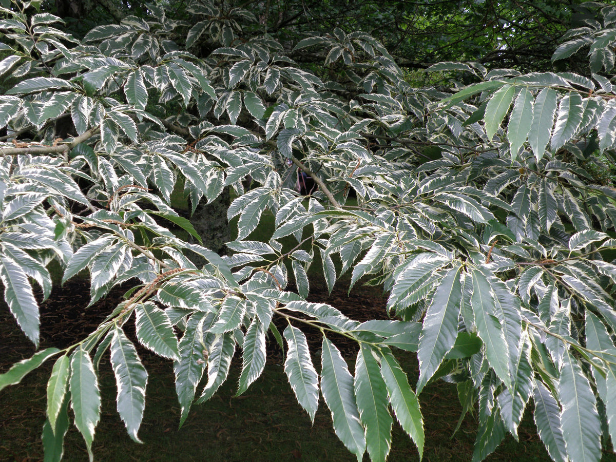 Castanea sativa - Sweet Chestnut