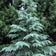 files/Cedrus-Deodara.jpg